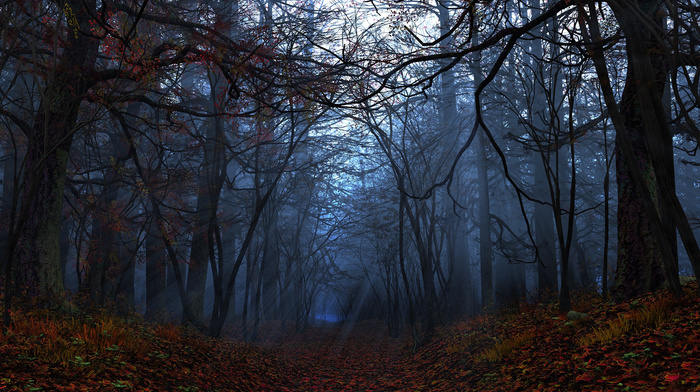 nature, forest, autumn