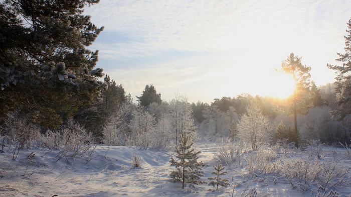 winter, trees, snow, Sun, forest