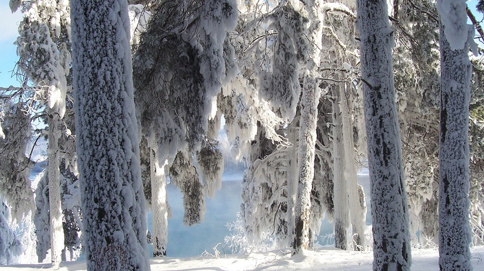 snow, forest, trees, winter