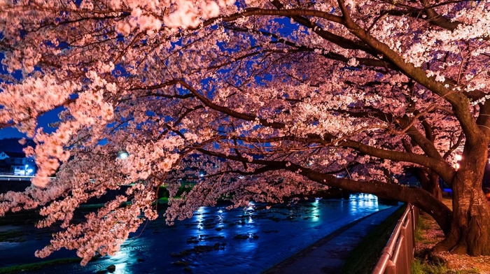 tree, sakura, spring