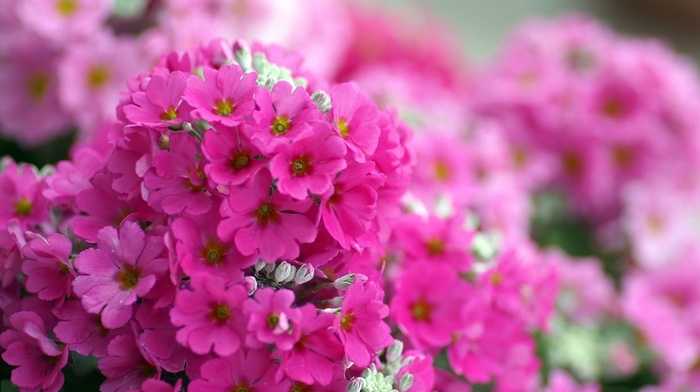 flowers, macro
