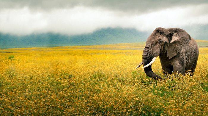 ears, mist, field, animals, flowers