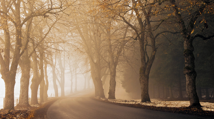 road, path, autumn, morning, mist, nature