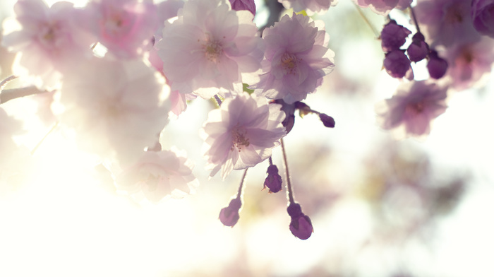bloom, branch, flowers, sakura, cherry