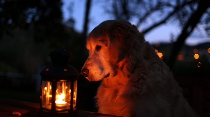 animals, night, dog