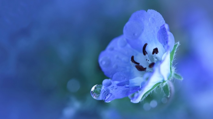 flower, flowers, petals, plant, blue
