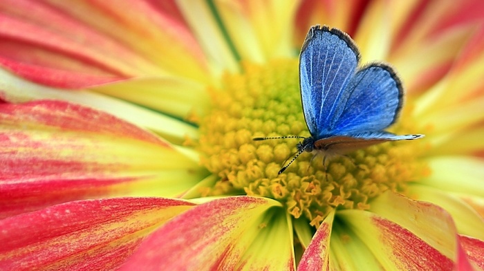 butterfly, flower, nature