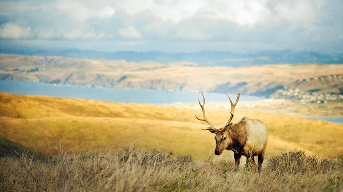 horns, animals, deer, grass, valley