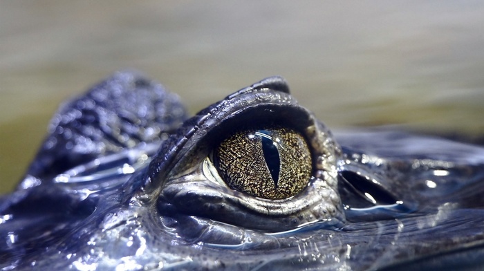 animals, nature