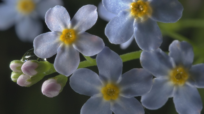 dew, flowers, macro