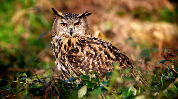 greenery, animals, owl, eyes, nature