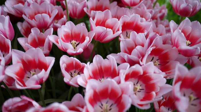 flowers, tulips