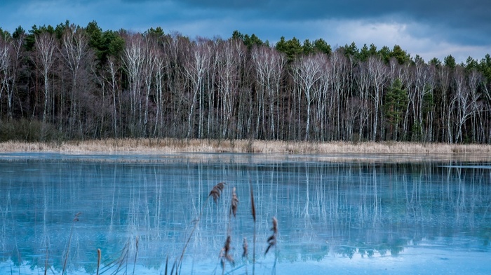 autumn, cold, trees, nature, forest, lake