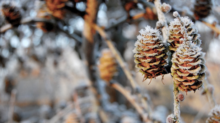 bokeh, nature, snow, twigs, cones, winter