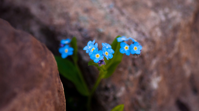 flowers, stones