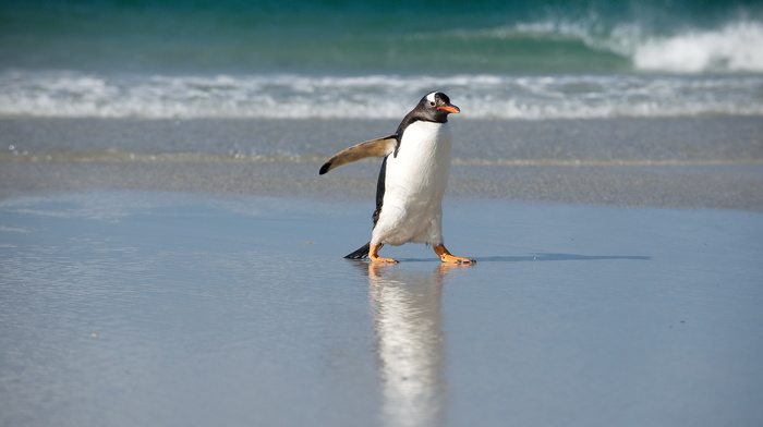 animals, nature, sea