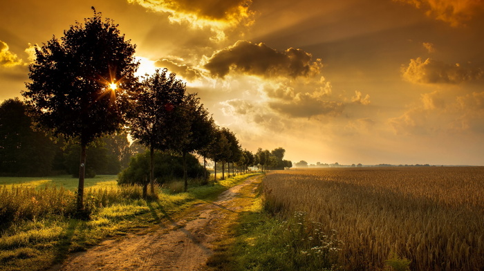 field, landscape, nature, trees, sunset, road