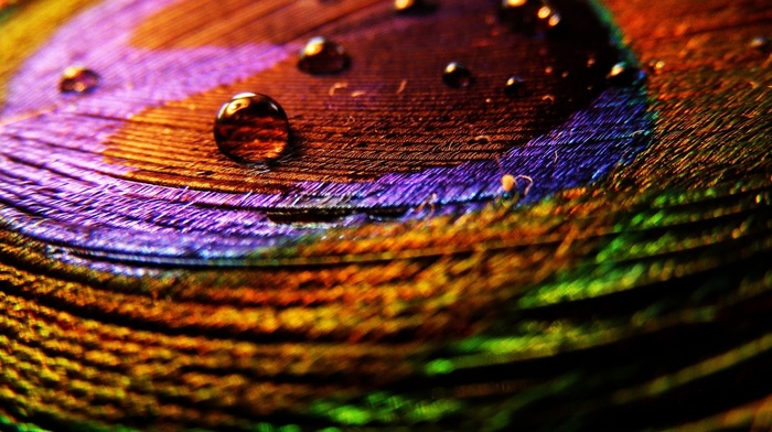 macro