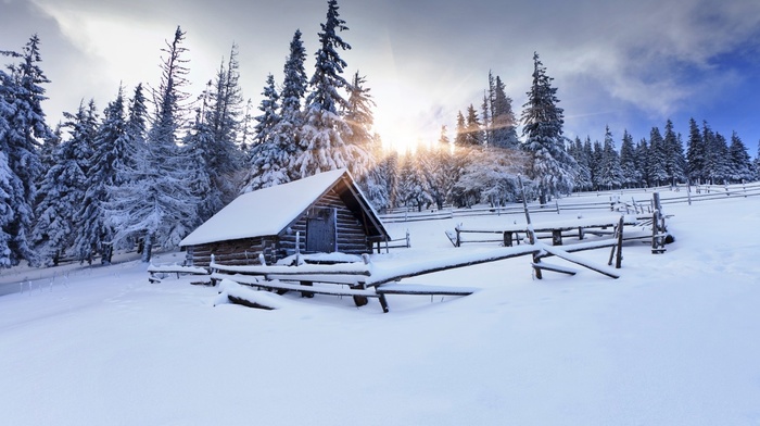 nature, winter, forest