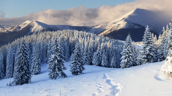 winter, Christmas tree, snow, mountain, nature, Christmas tree