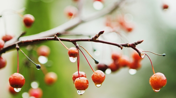 wet, branch, macro, rain, berries