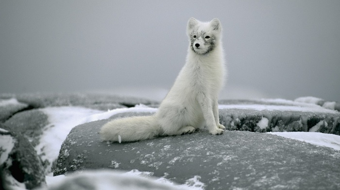 sit, animals, stones, snow