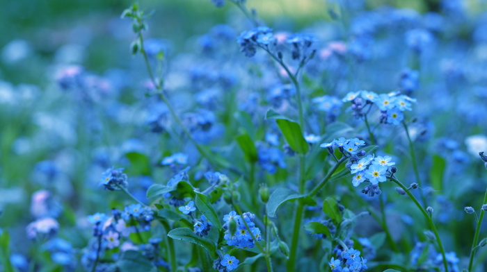 flowers, greenery, plants