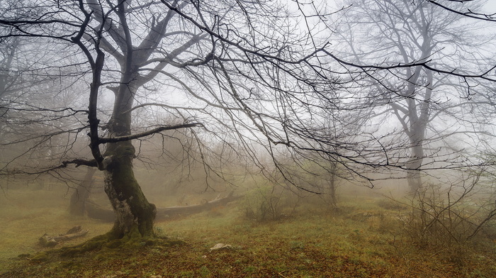 landscape, nature, mist, tree