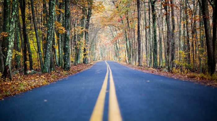 nature, road, forest, autumn
