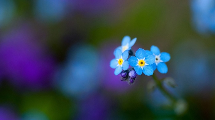 greenery, macro, flowers