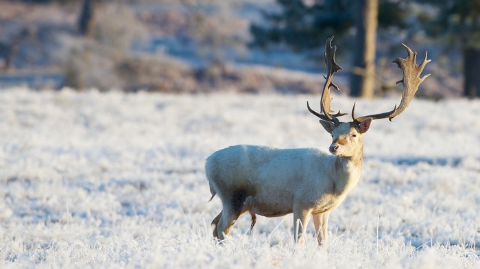 field, deer, animals, winter