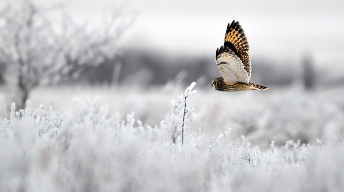 bird, winter, owl, animals