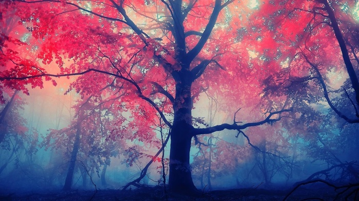forest, red, leaves, mist, nature