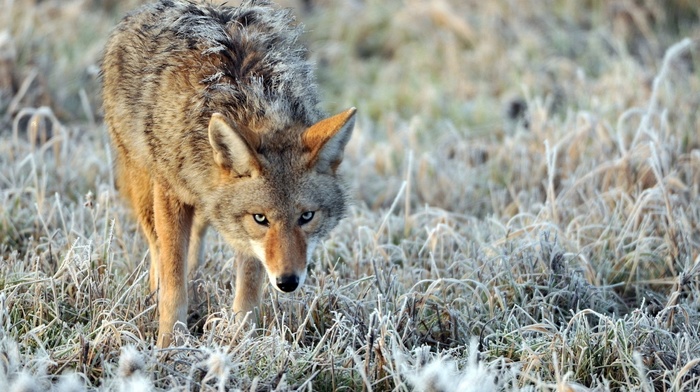 animals, nature