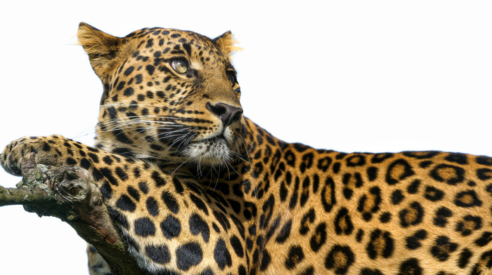 leopard, predator, animals