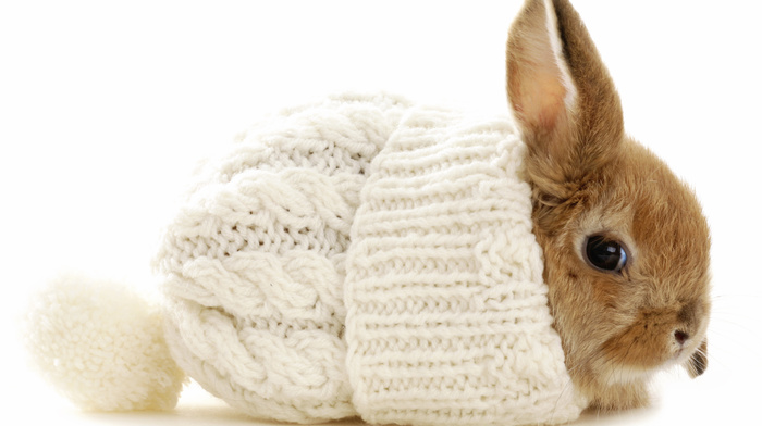animals, winter