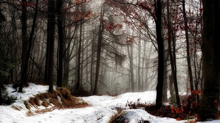 road, forest, winter, nature