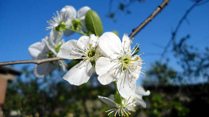 sky, spring, cherry, flowers