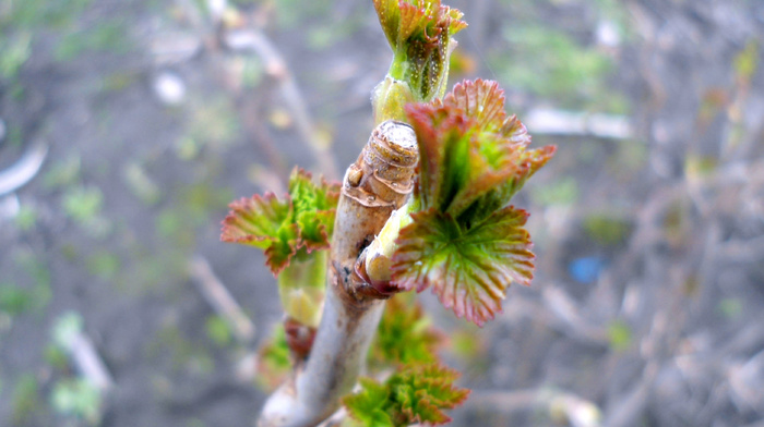 branch, nature, macro