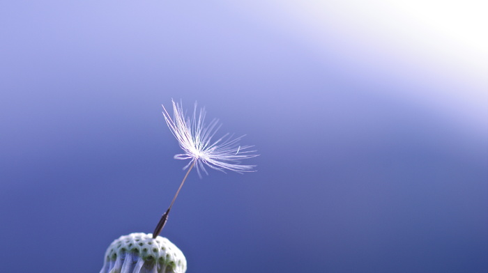 background, blue, macro