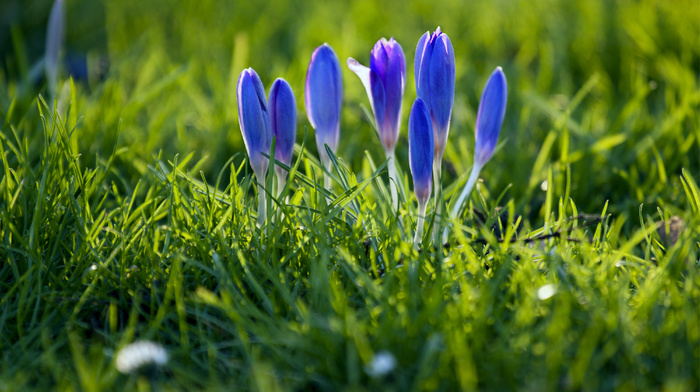 spring, macro, petals, grass