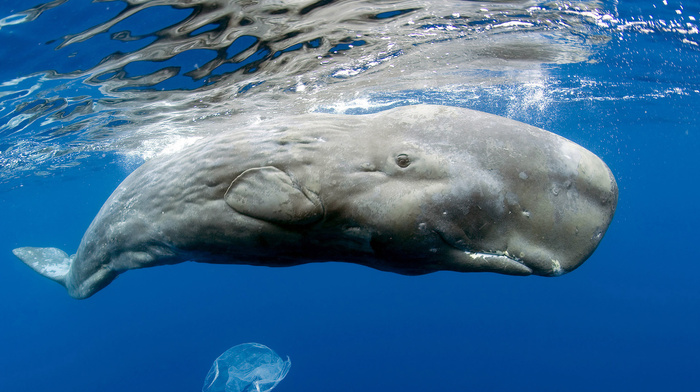 ocean, surface, animals