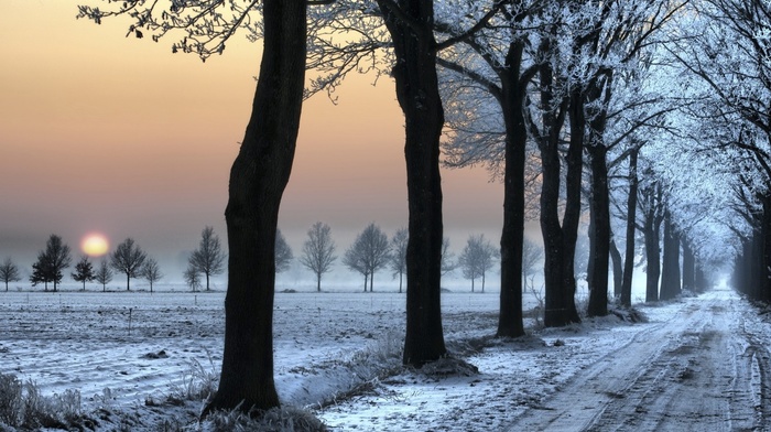 morning, winter, trees, snow, nature