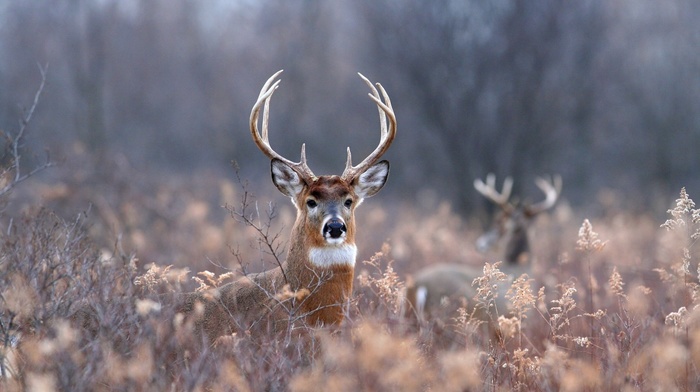 forest, animals, deer, foliage