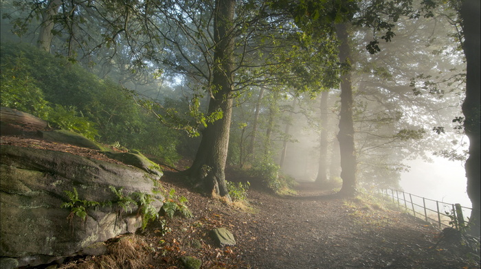 road, nature, light, forest