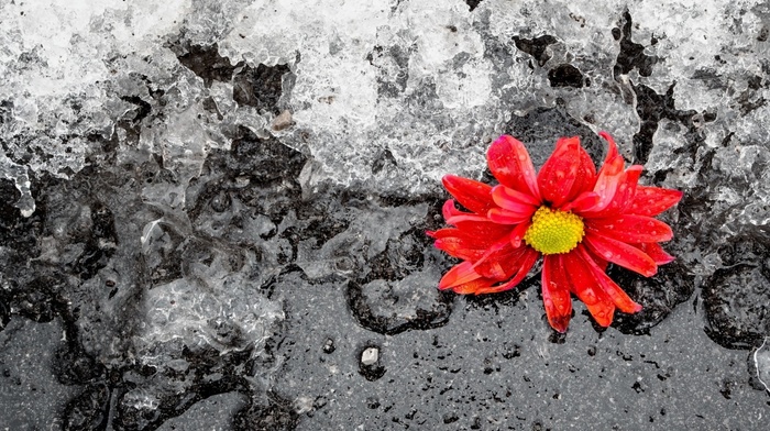 ice, winter, flower, stunner