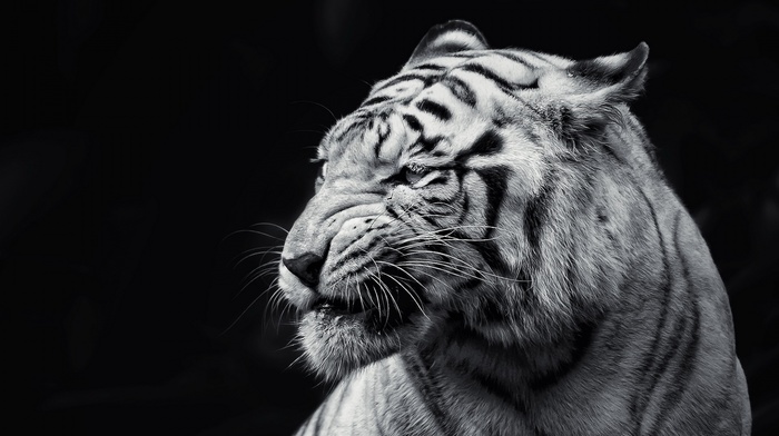 animals, tiger