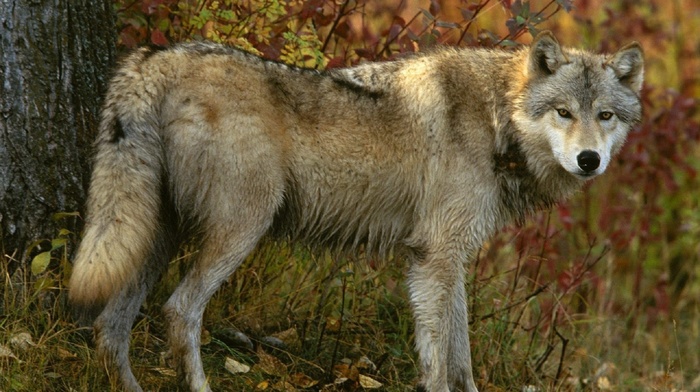 autumn, forest, sight, animals