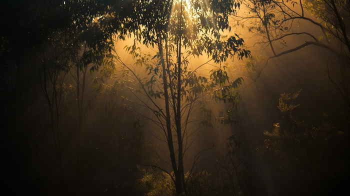 light, forest, trees, nature