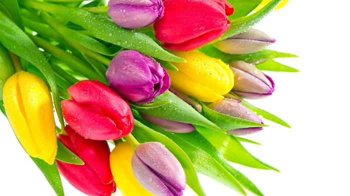 tulips, flowers, drops